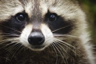 Rabies in Annapolis: Raccoon tests positive