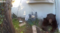 Bear under Altadena home showing no signs of leaving