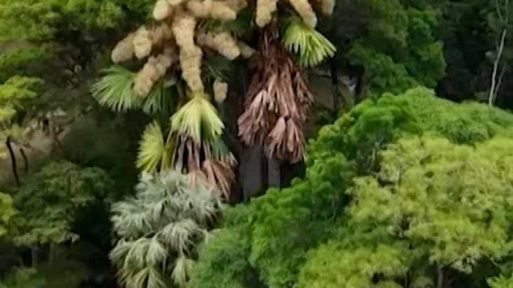 Rare palm trees bloom once in a lifetime before dying in Rio