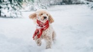 ¿Cómo proteger a tu mascota en invierno? Esto dice experta
