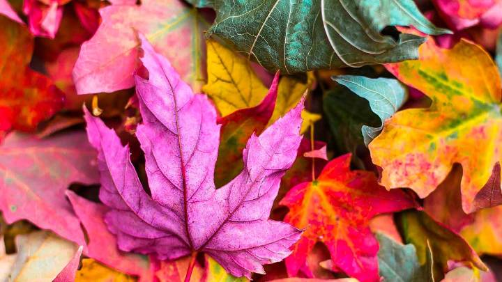 Galicia vivió un otoño cálido y con más lluvia de la habitual