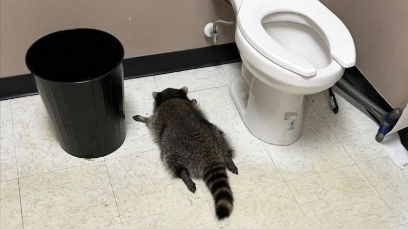 Raccoon goes on drunken rampage in Virginia liquor store and passes out on bathroom floor