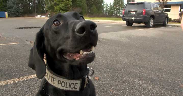 Idaho State Police dogs now trained to detect fentanyl in fight against drug crisis