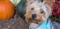 Virginia Yorkie Nearly Dies After Eating ‘Death Cap’ Mushroom On First Morning In New Home