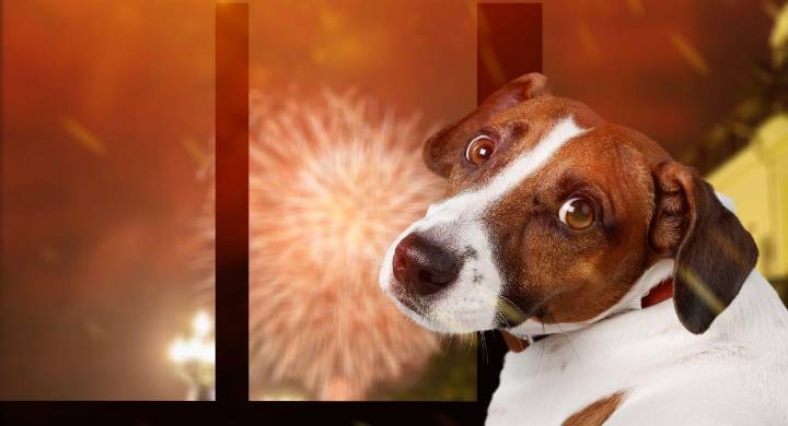 Festividades decembrinas: recomendaciones clave para proteger a tus mascotas del ruido de la pólvora