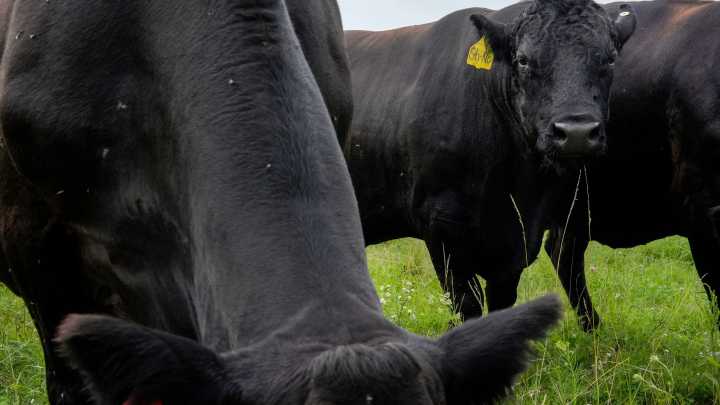 See how Jiyu American Wagyu brought a Japanese tradition to Iowa City