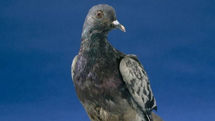 El ave que salvó más de 100 vidas durante la Primera Guerra Mundial