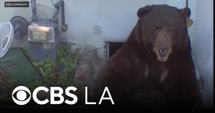 Massive bear sets up camp underneath Altadena man's home