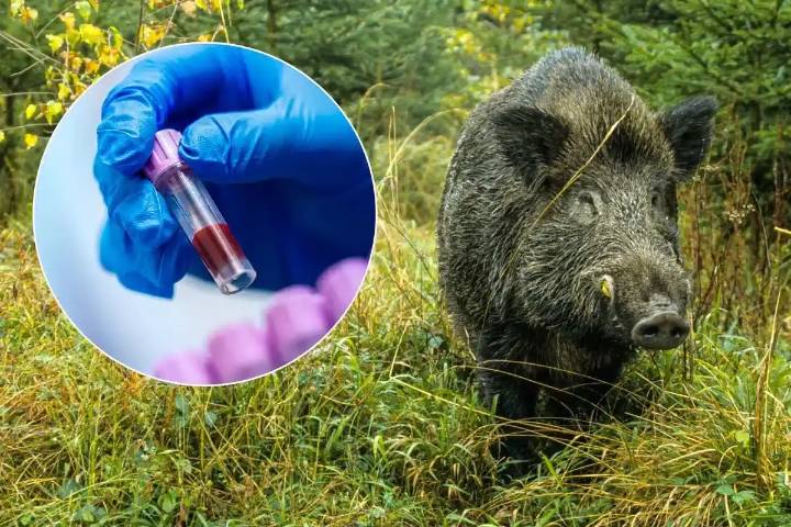 La peste porcina salió de un laboratorio de Cataluña: el genoma es habitual en experimentos