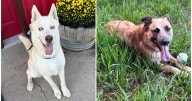 Pets Of The Week: Aztec and Freya