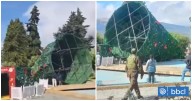 "Algunos piensan que fue el Grinch": La caída de enorme árbol a pocos días de la Navidad en Coyhaique