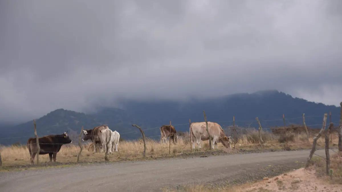 Bajan temperaturas en Guanajuato: La Quemada registra -3 °C y se prevén 48 frentes fríos
