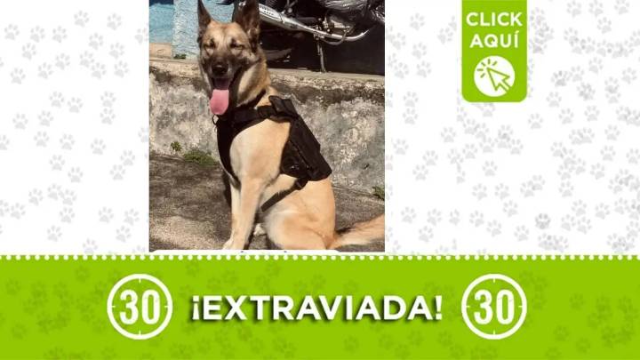 Buscamos a Blondi, la pastor belga se perdió en el barrio París