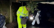 More than 240 cannabis plants found under M1 in secret drugs grow