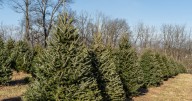 The phones are 'ringing off the hook.' Ohio Christmas tree farms ready for busy holiday season