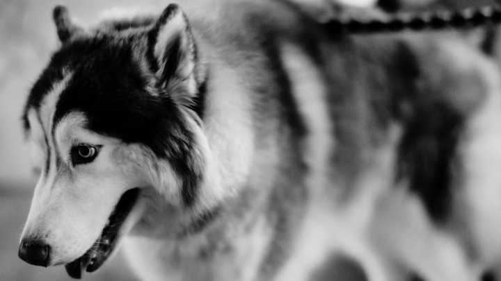 Denuncian presunta red dedicada a comprar y vender perros robados a criaderos desde Bogotá