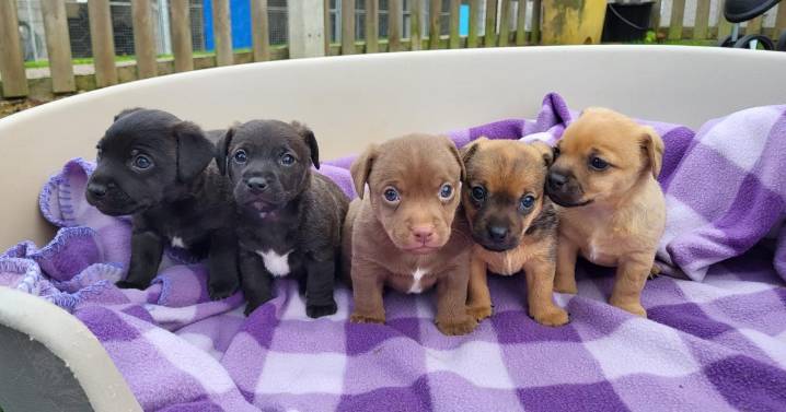 Abandoned pregnant dog gives birth at Blue Cross by Ipswich