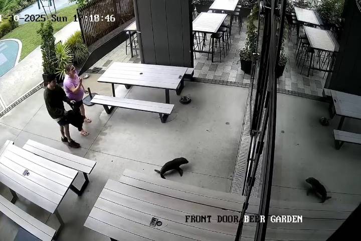 What did the seal order at the bar? Salmon, of course