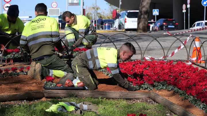 80.000 plantas ornamentales decoran la Navidad de Sevilla capital