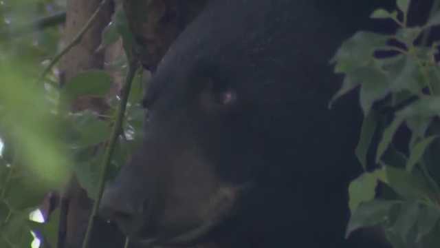 Florida bear hunt begins Saturday, despite pushback