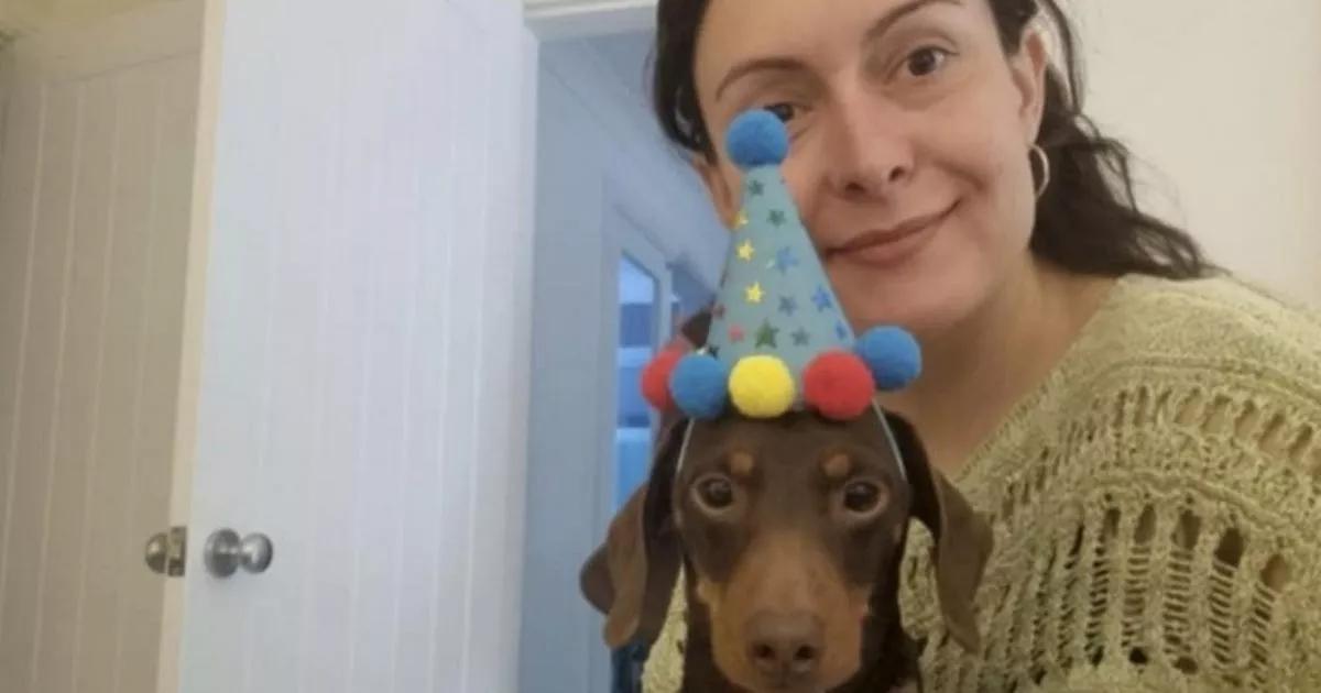 Paralysed dachshund can play with dogs again thanks to a new set of wheels