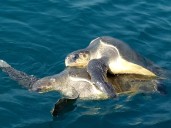 Olive Ridley mating season begins near Rushikulya estuary