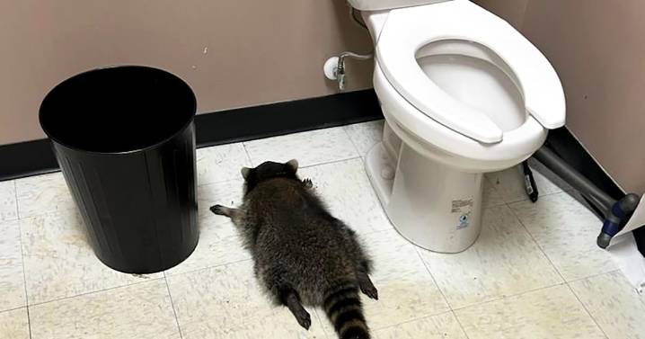 Raccoon goes on drunken rampage in Virginia liquor store and passes out on bathroom floor