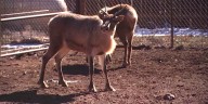 See and pet real reindeer at this northern Arizona farm