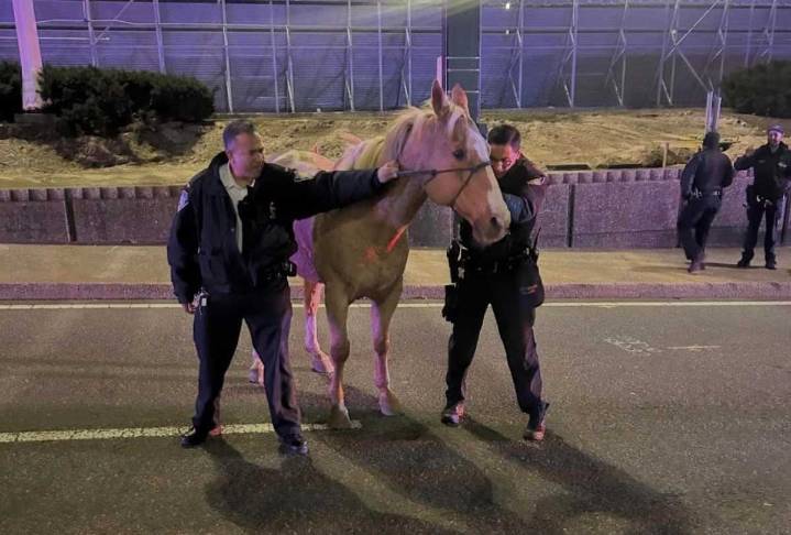 Runaway horse makes surprise appearance at JFK Airport after breaking free from South Jamaica stable: PAPD