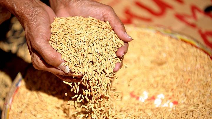 Nagaon Farmers Hit by Rising Seed Scam and Rampant Licensing Violations