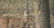 Snowy Iowa forecast signals start of popular deer gun season