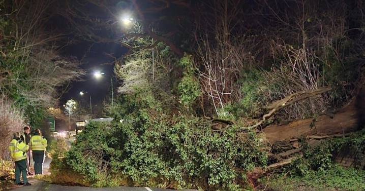 Delays as fallen tree blocks Melford Road in Sudbury