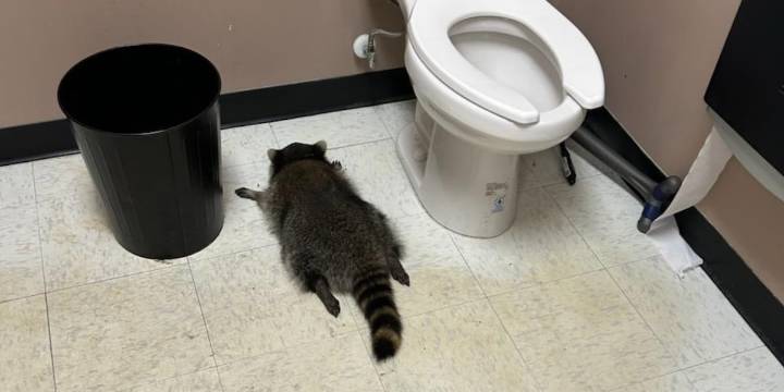 ‘Heavily intoxicated’ raccoon passes out in liquor store bathroom after breaking in, ransacking shelves