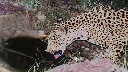 A new jaguar spotted in Arizona points to progress in the endangered species' recovery