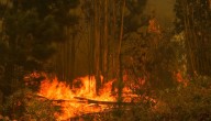 Declaran Alerta Temprana Preventiva por amenaza de incendios forestales en la región de Valparaíso