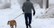 Here’s how to keep your dog safe in winter weather