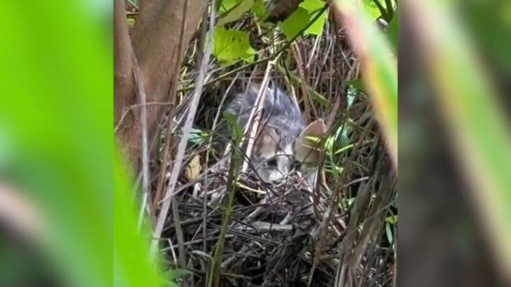 Mississippi Rescuers Follow Faint Cries To A Life