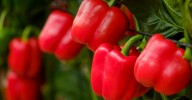 Las empresas agrícolas de Almería ya exportan sus pimientos a Estados Unidos
