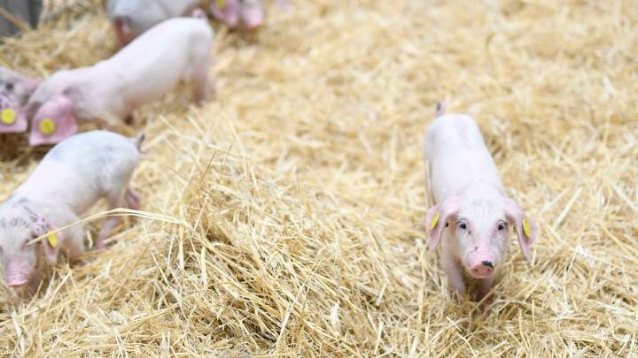 Paraguay, vigésimo país que prohíbe la importación de productos porcinos desde España por el brote de peste