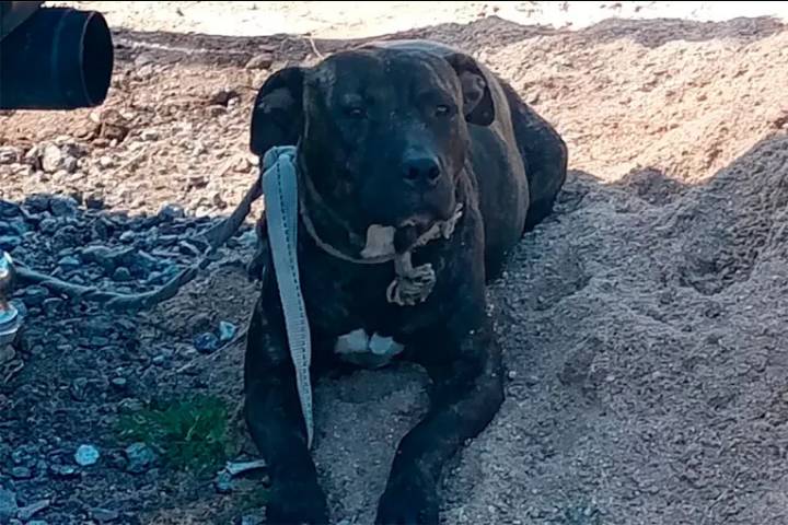 Un hombre de 76 años resultó gravemente herido tras ser atacado por dos perros en Córdoba