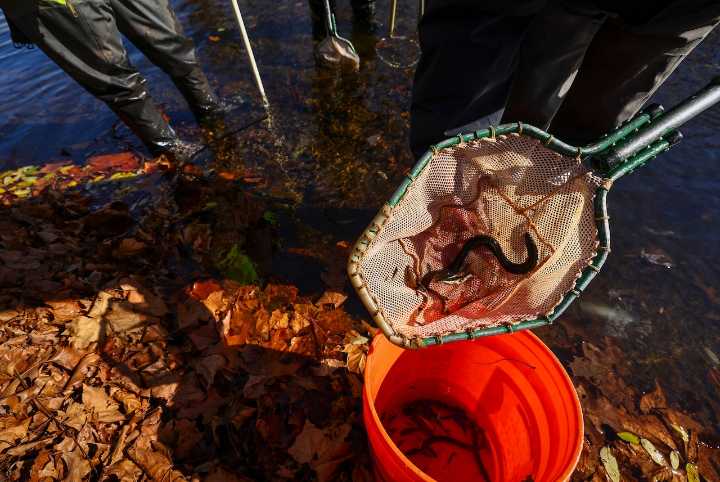 New lamprey control tactics to expand across Great Lakes tributaries