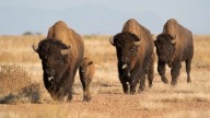 Bisontes americanos regresan a Coahuila a 160 años de su extinción