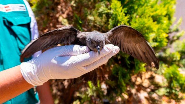 Serfor reforzó operativos tras aumento inusual de golondrinas de mar en Tacna