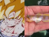 Descubren pez “Super Saiyan”: una nueva especie recibe nombre inspirado en Dragon Ball Z