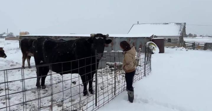 Cow sanctuary robbed of $20k in equipment, sheriff's office says: "My heart just dropped"