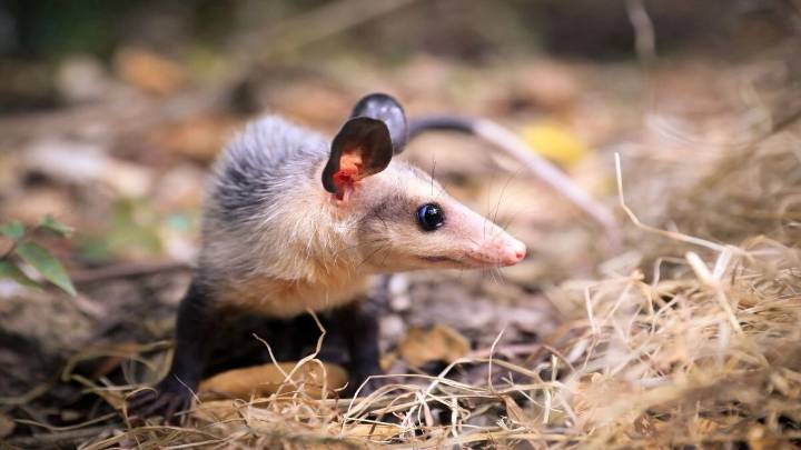 Campaña navideña de la CAR alerta sobre el impacto mortal de la pólvora en la fauna silvestre