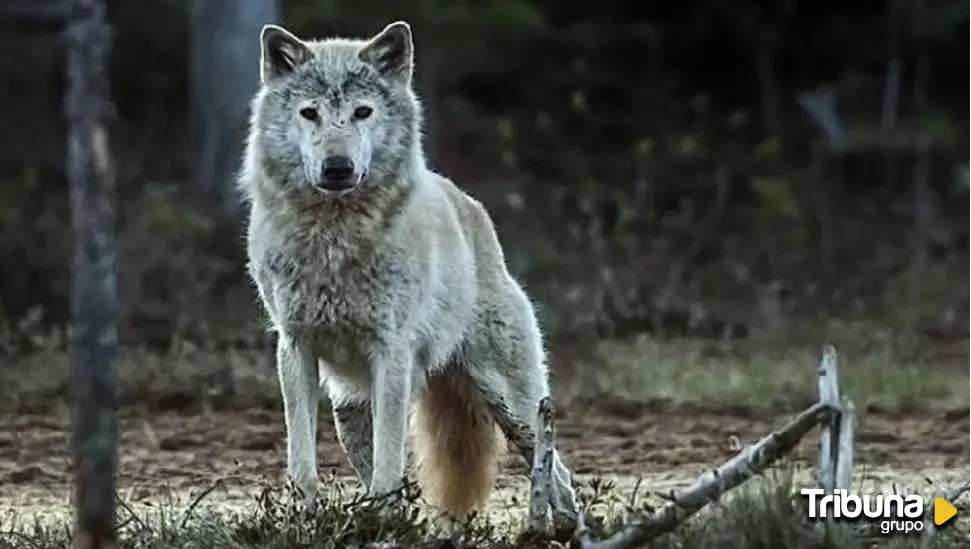 Castilla y León exige al Gobierno enviar a Europa informe sobre el lobo tras confirmarse estado "favorable"