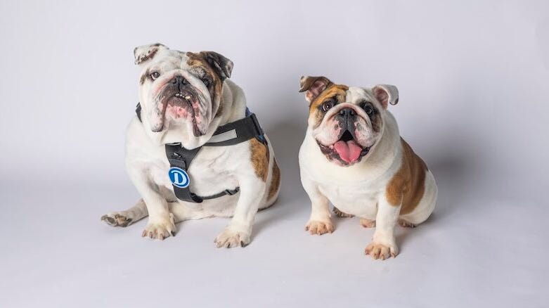 Meet Drake University's new puppy mascot, Griff III