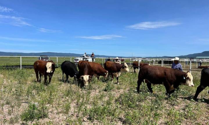 Gobierno de Chihuahua destina más de 10 mdp para mejorar genética ganadera