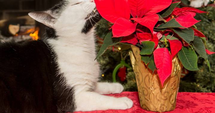 Expert shares 8 'genius' ways to keep cats away from Christmas tree this year